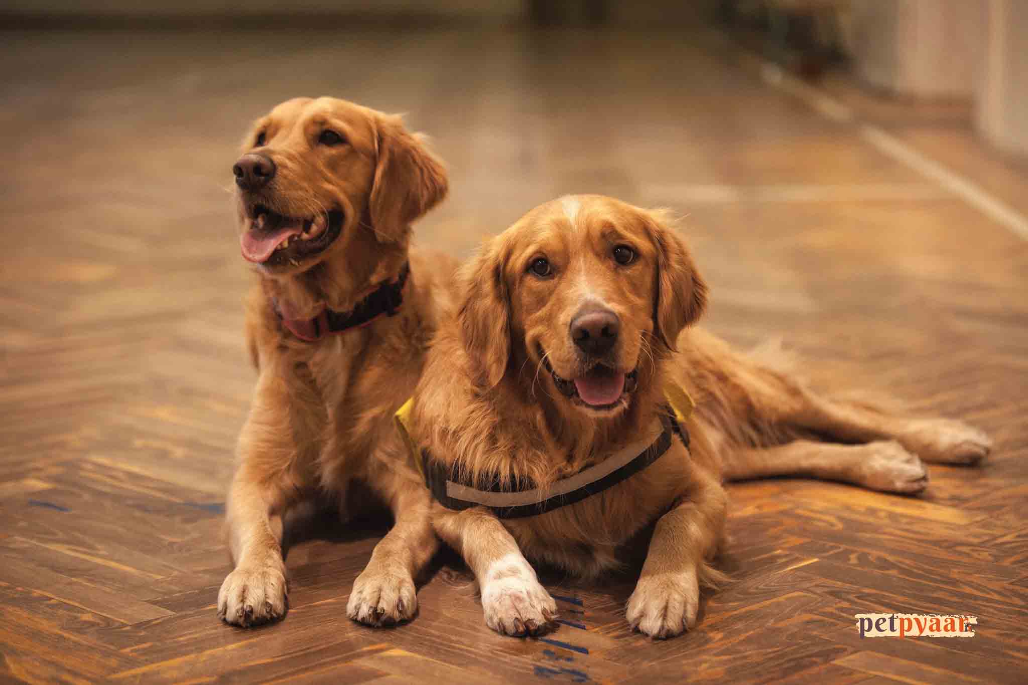 Best Indian Names for Golden Retriever Puppies in India